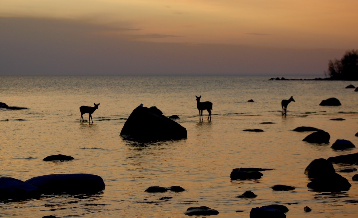 White tailed Deer, Victoria Beach, MB, Canada