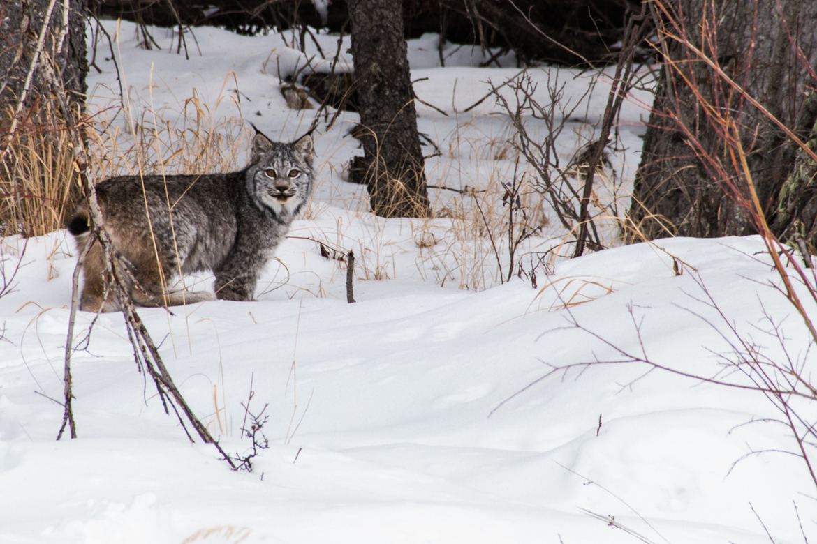 Canada Lynx, Nordegg, Alberta, Canada