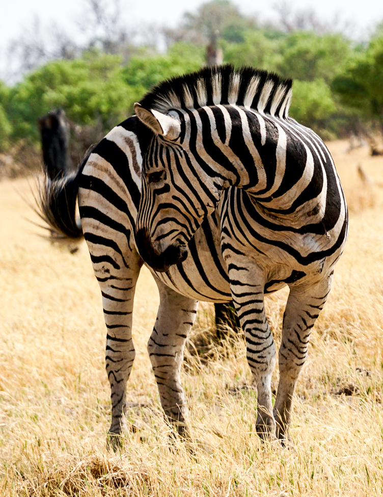 Zebra, Moremi Wildlife Reserve, Botswana