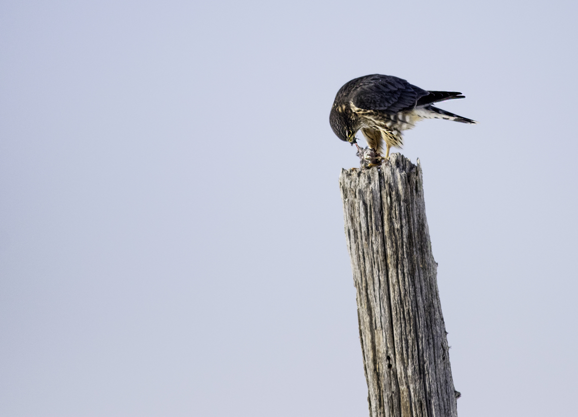 Sharp Shinned Hawk, Rideau Lakes Township, Ontario, Canada