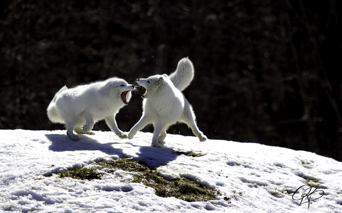 Arctic Fox, Parc Omega Wildlife Park Quebec, Canada