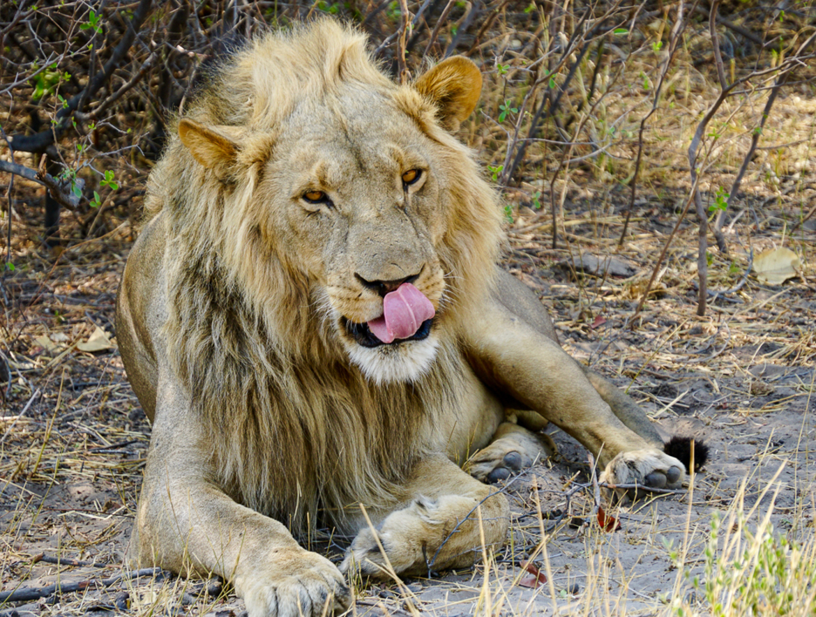 Lion, Moremi Wildlife Reserve, Botswana
