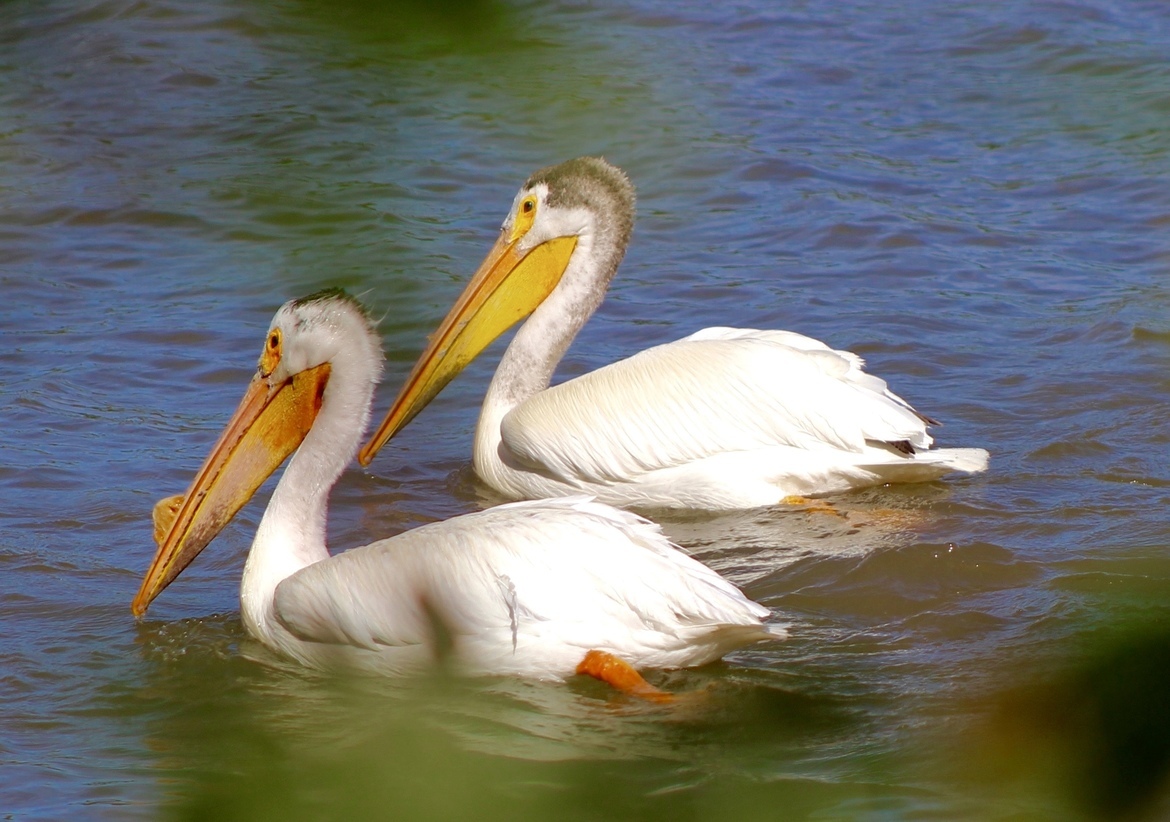 Pelican, Victoria Beach, MB, Canada