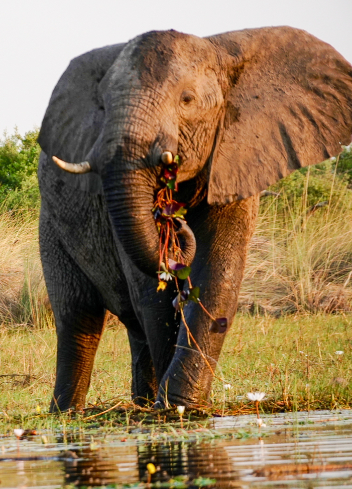 Elephant, Okavango Delta, Botswana
