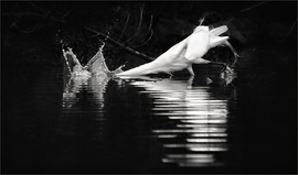 Grid striking egret jackidickert