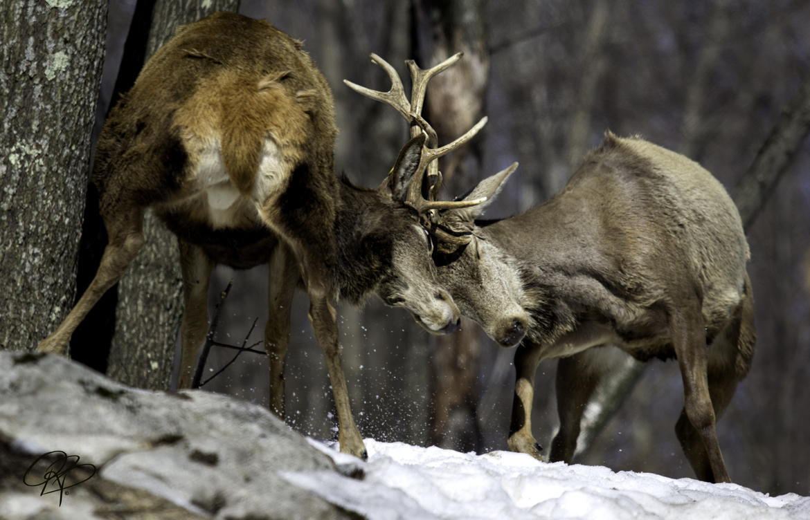 Red Deer, Parc Omega Wildlife Park, Canada