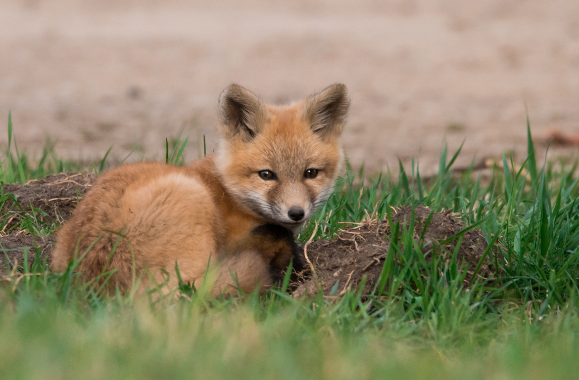 Red Fox Pup, Red Deer, Alberta, Canada