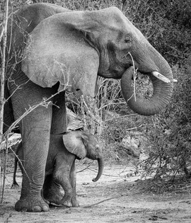 Grid big mama elephant