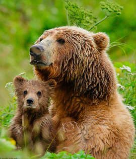 Grid momcub2