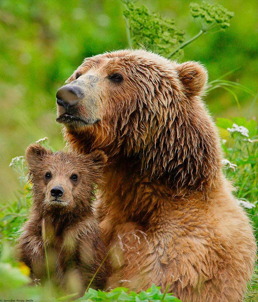 Alaskan Brown Bear, Kodiak Island Wildlife Refuge, United States of America
