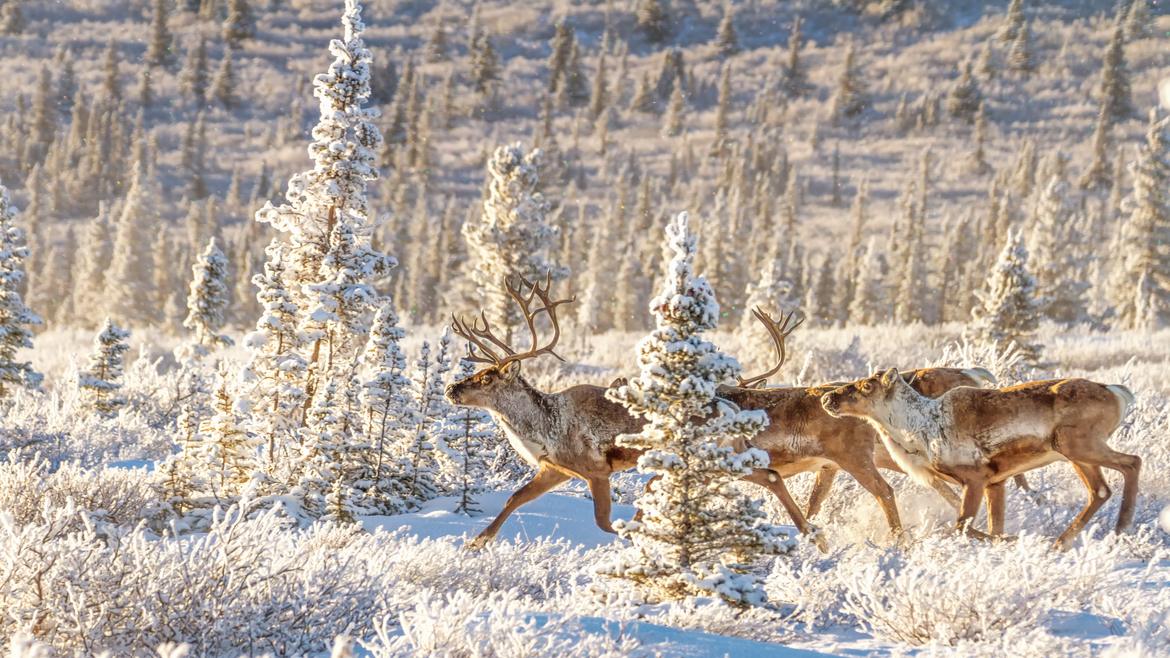 Rangifer tarandus granti, Delta Junction, Alaska, United States of America