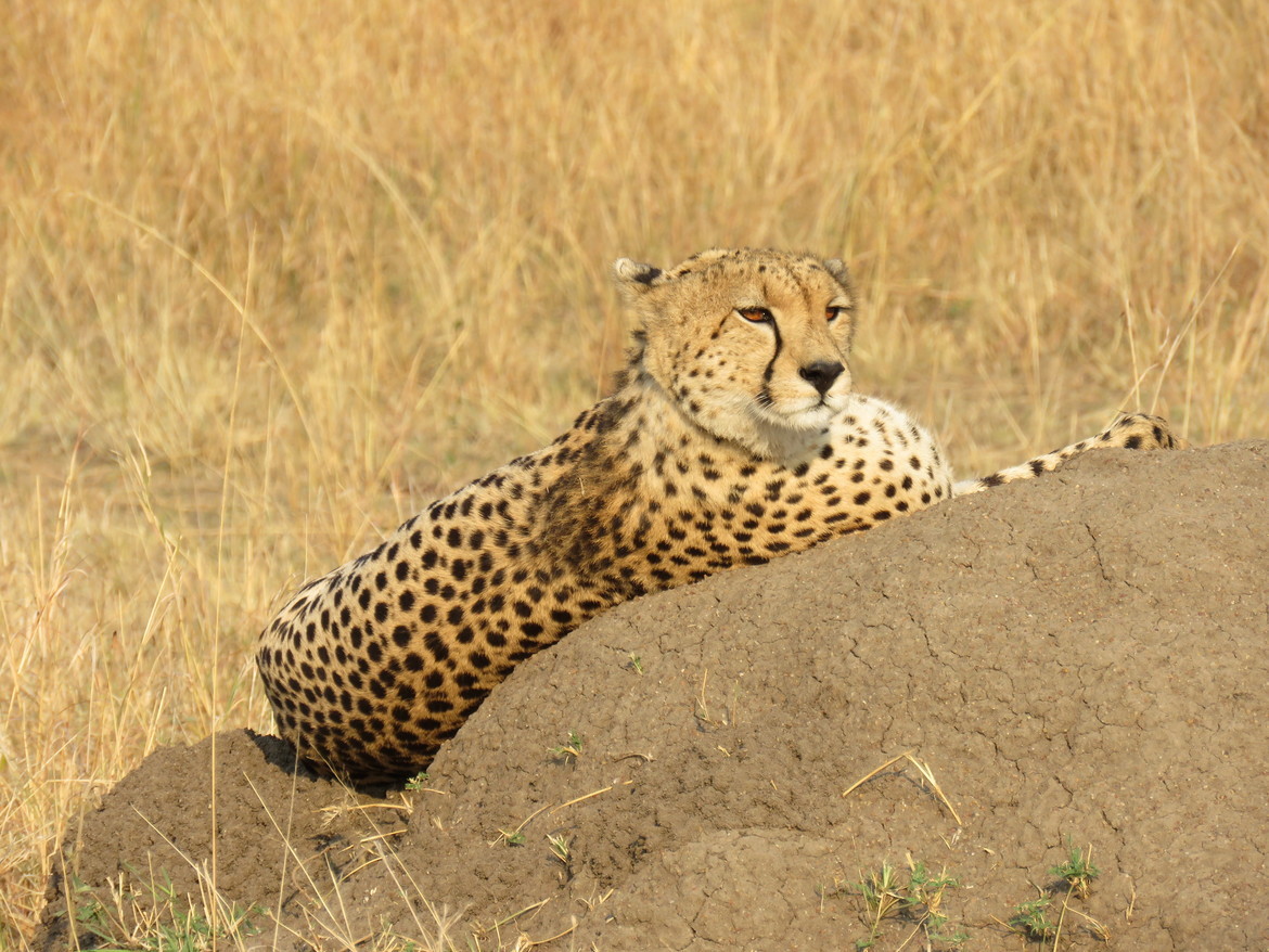 Cheetah, Maasai Mara National Reserve, Kenya