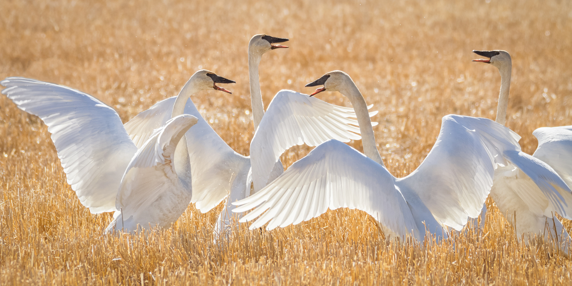 Cygnus buccinator, Delta Junction, Alaska, United States of America