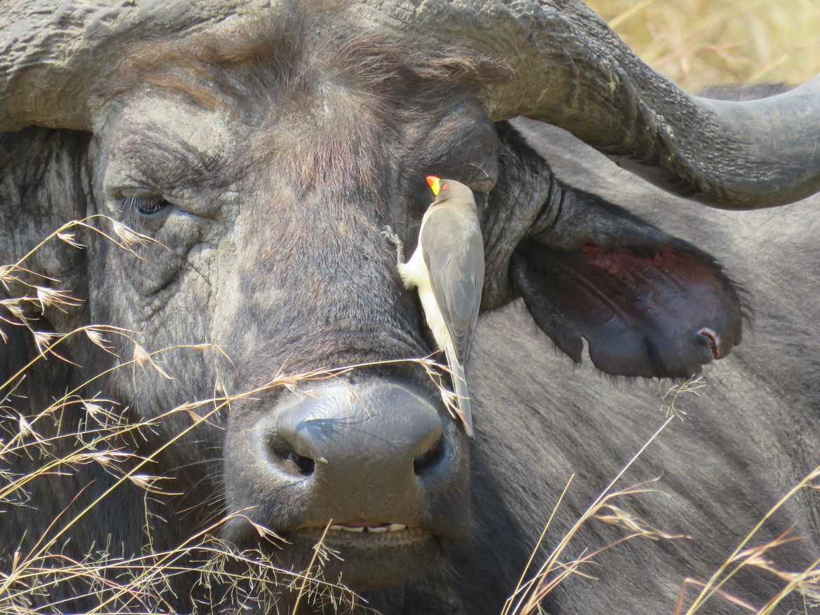 Cape Buffalo, Maasai Mara National Reserve, Kenya