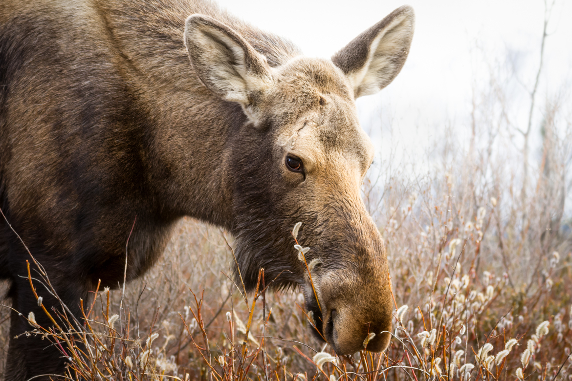 Alces alces gigas, Denali National Park and Preserve, United States of America
