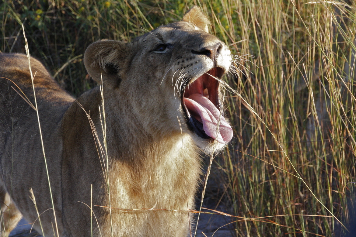 Lion, Okavango Delta, Botswana