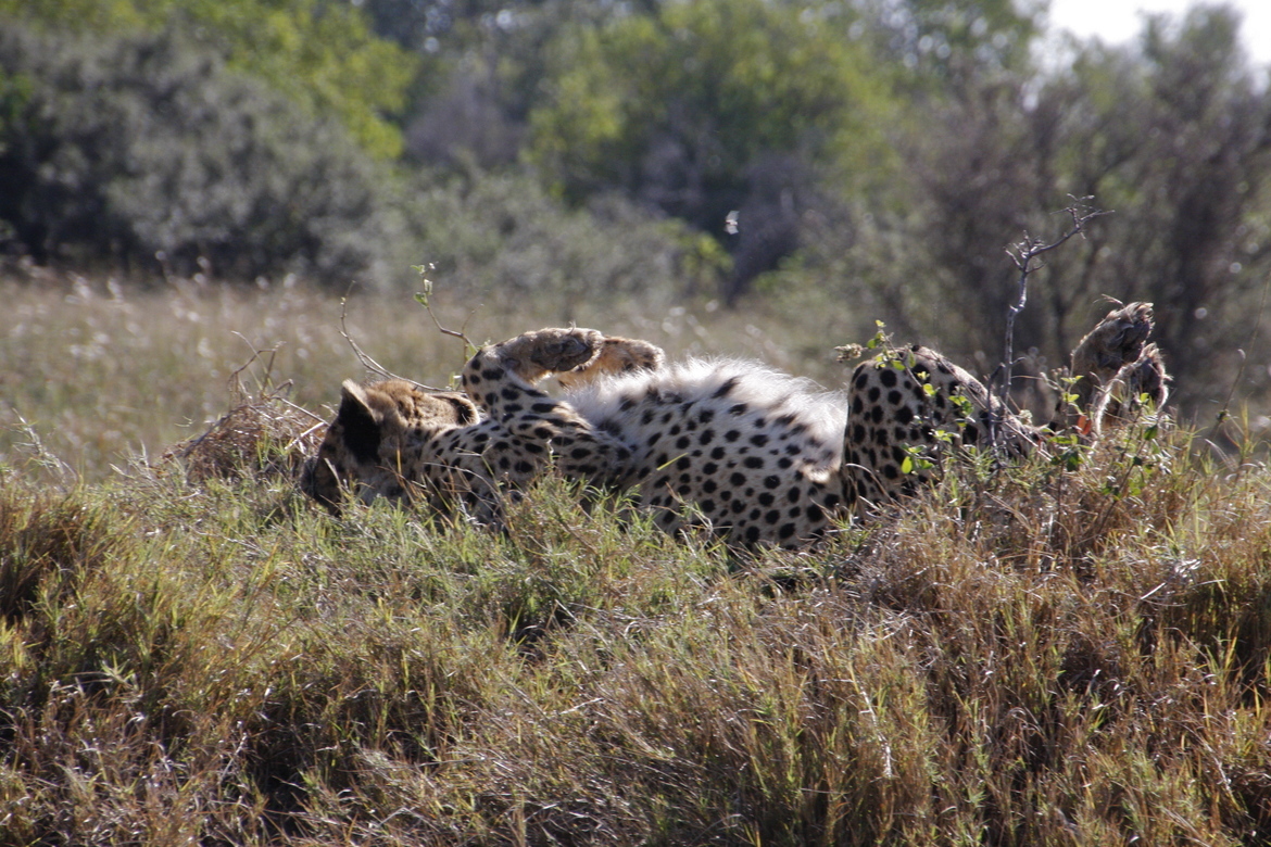 Cheetah, Okavango Delta, Botswana
