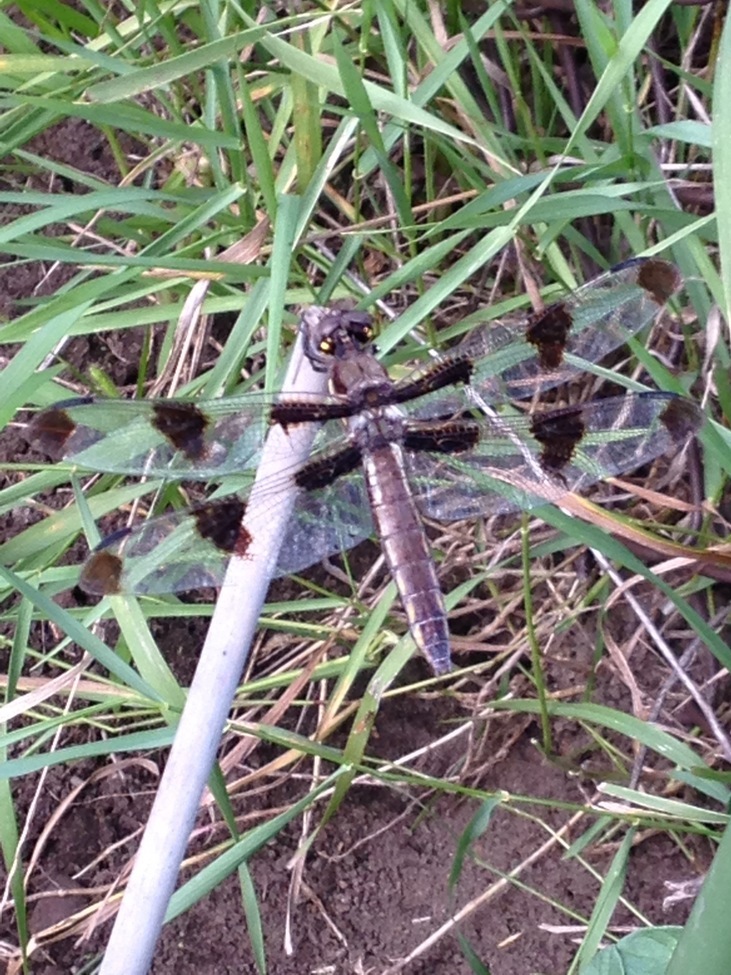 Dragonfly, city of Chicago, United States of America