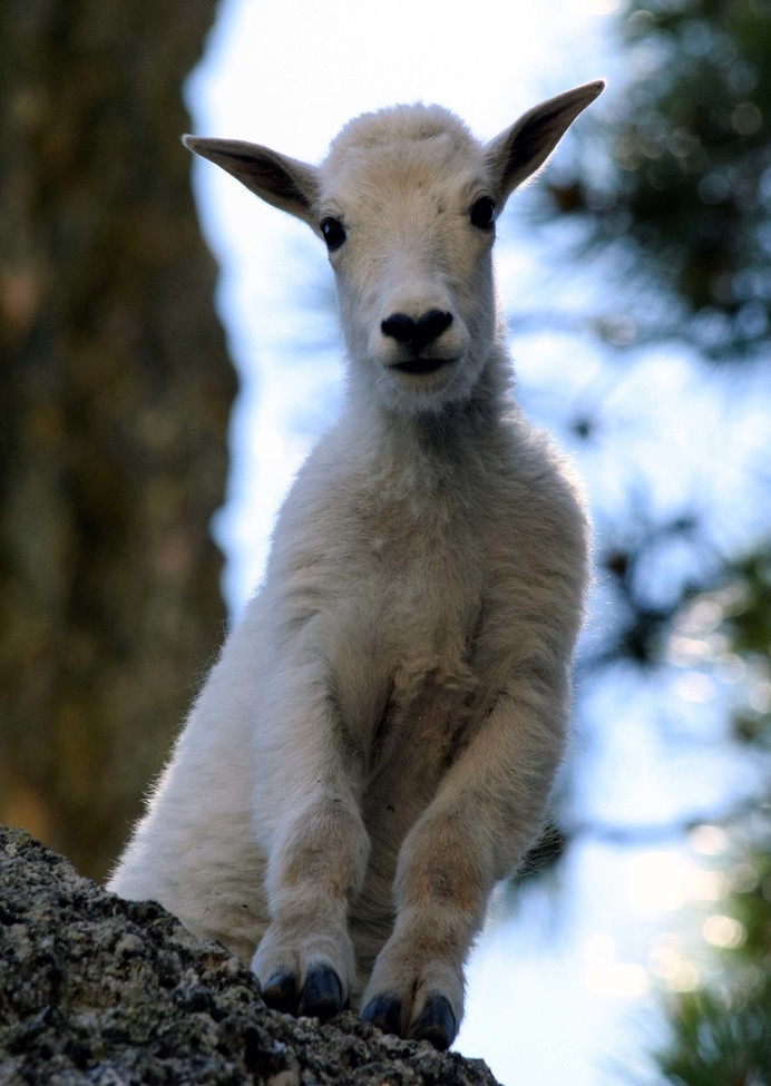 Rocky Mountain Goat, Custer State Park, United States of America