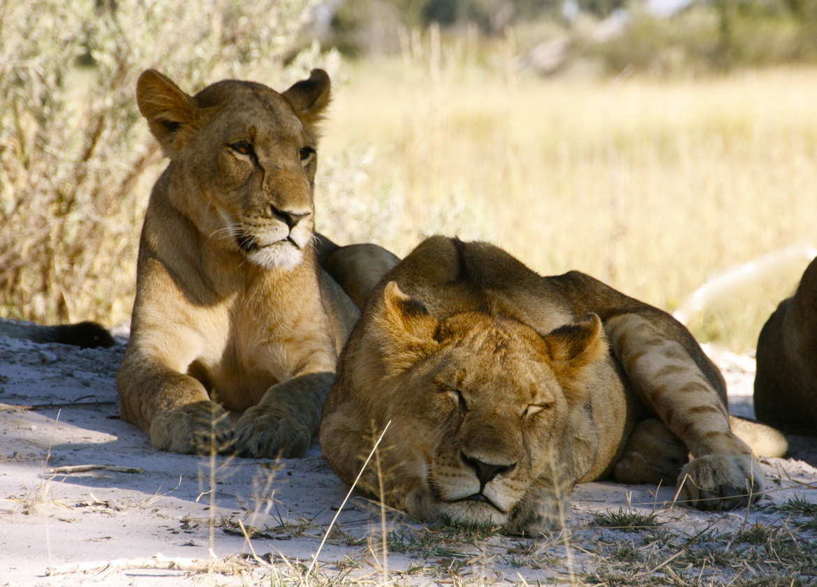 Lions, Okavango Delta, Botswana