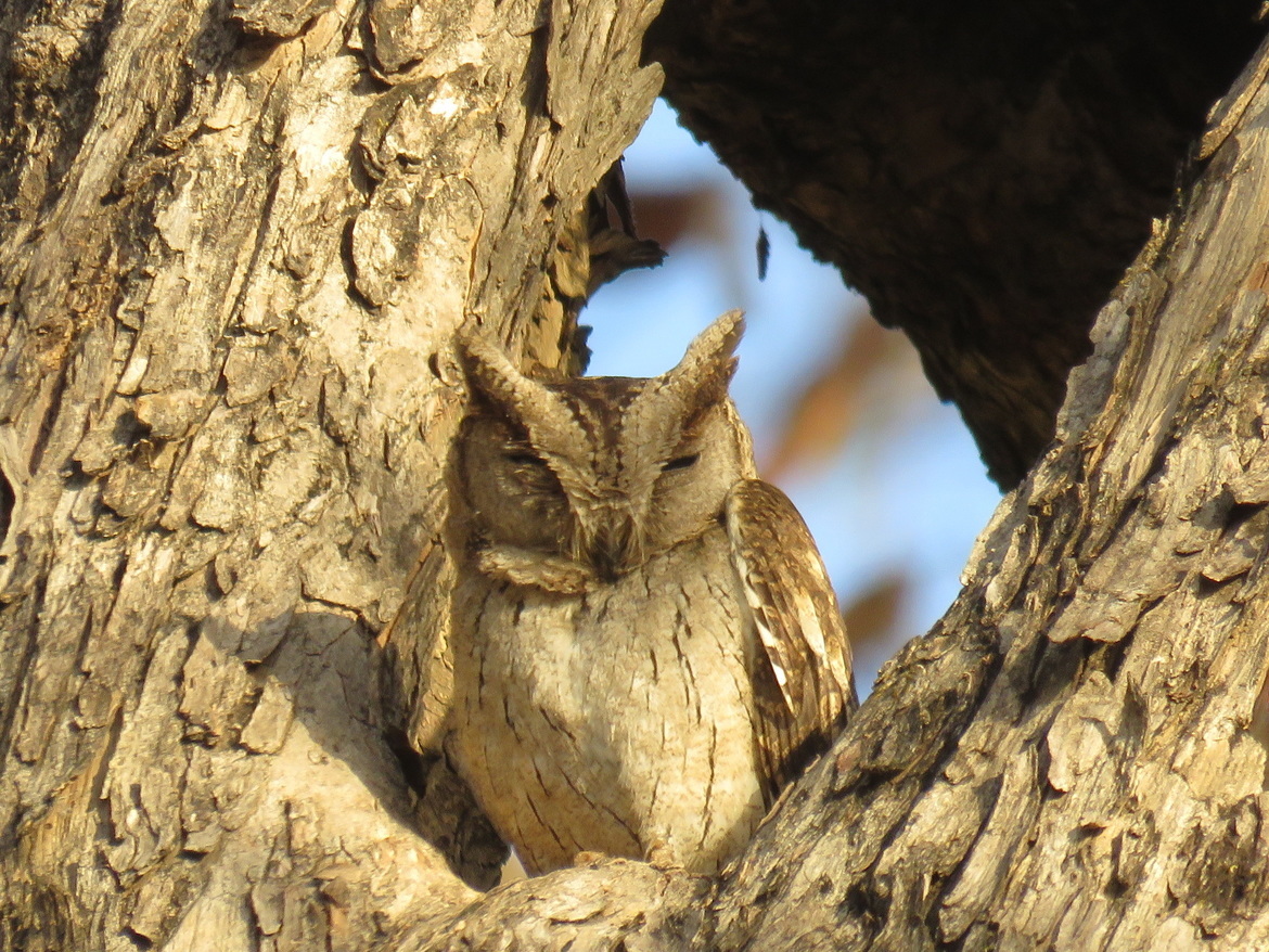 Owl, Kanha National Park, India