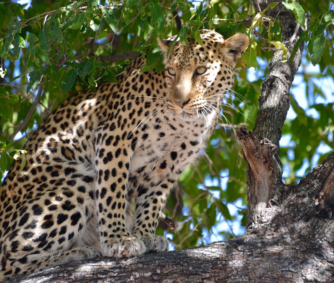 Leopard, Chobe National Park, Botswana