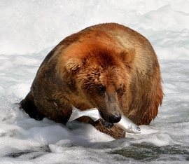 Grid 2016 07 19 alaska katmai 1019