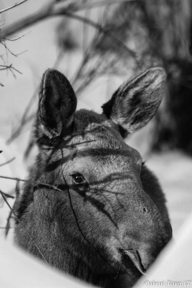 Female Moose Calf, Creamer's Field, Fairbanks Alaska , United States of America