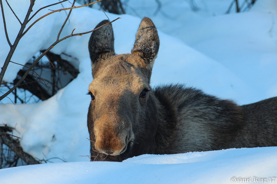 Female Moose Calf, Creamer's Field, Fairbanks Alaska , United States of America