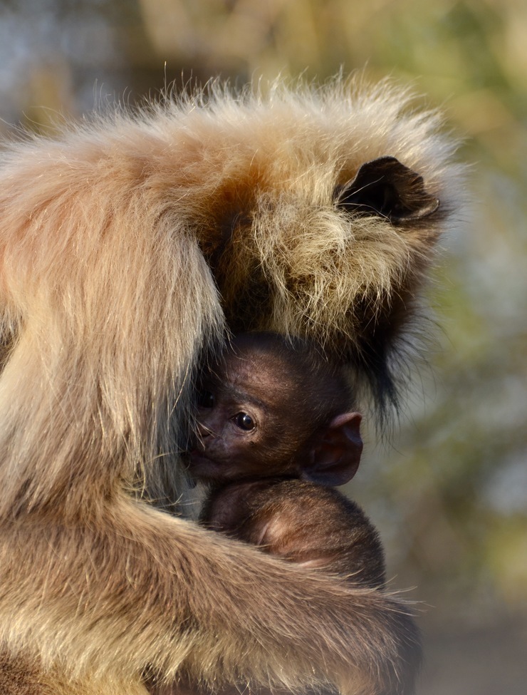 Langur, Kanha National Park, India