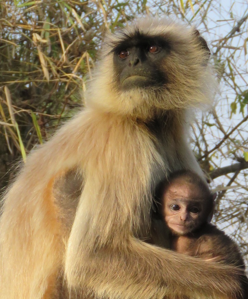 Langur, Kanha  National Park, India