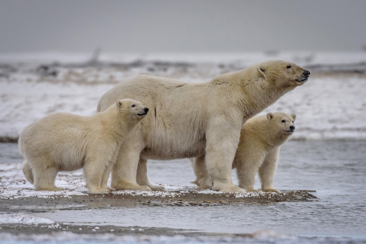 Polar Bear, Arctic National Wildlife Refuge, United States of America