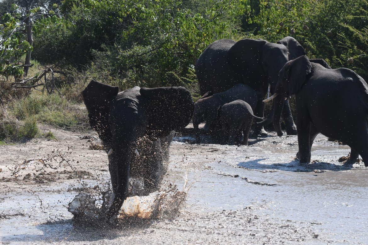 African elephant, Gomoti Tented Camp, Botswana