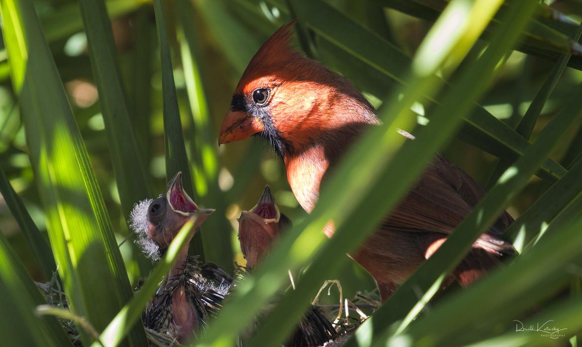 cardinal, Florida , United States of America