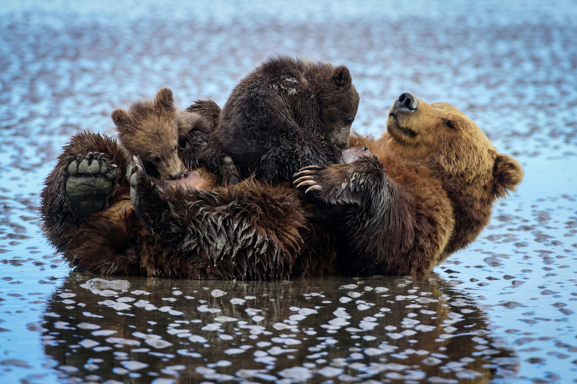 Brown Bear, Lake Clark National Park, United States of America
