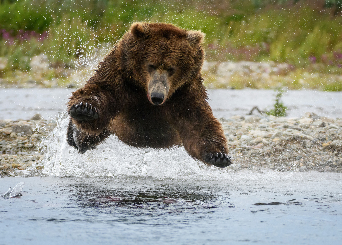 Brown Bear, Katmai National Park and Preserve, United States of America
