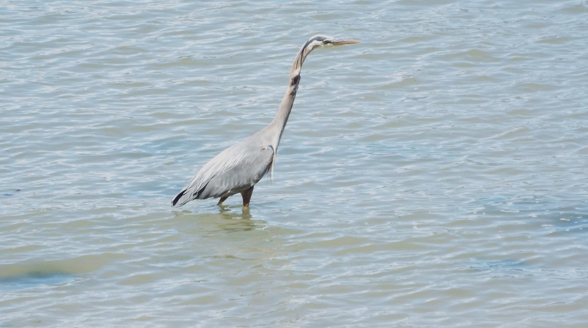 Blue Heron, Stanley Park, Canada