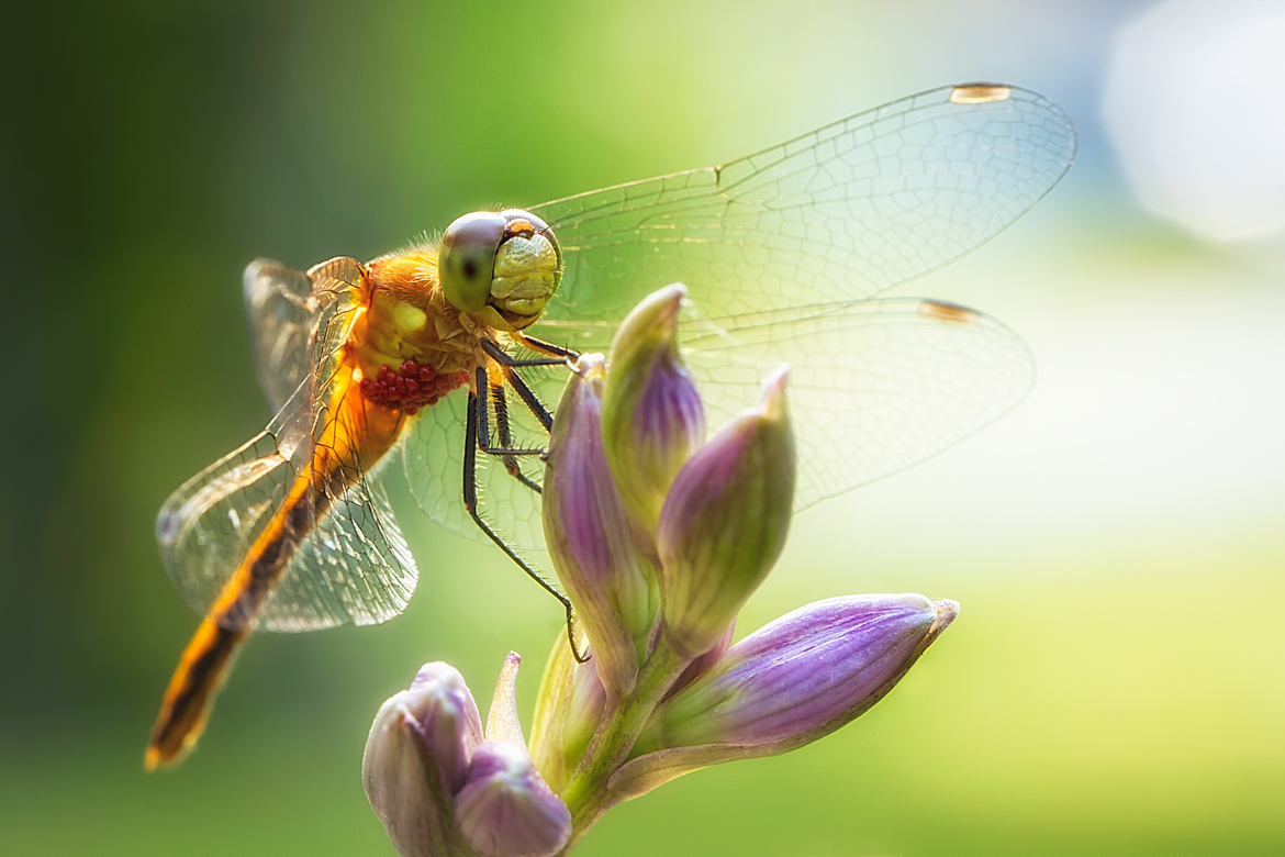 Dragon Fly, exact species unknown to me, My front yard, Carleton Place, ON, Canada