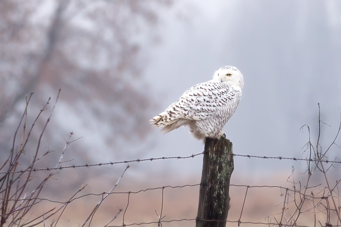 Snowy Owl (Bubo scandiacus), Kanata, ON, Canada, Canada
