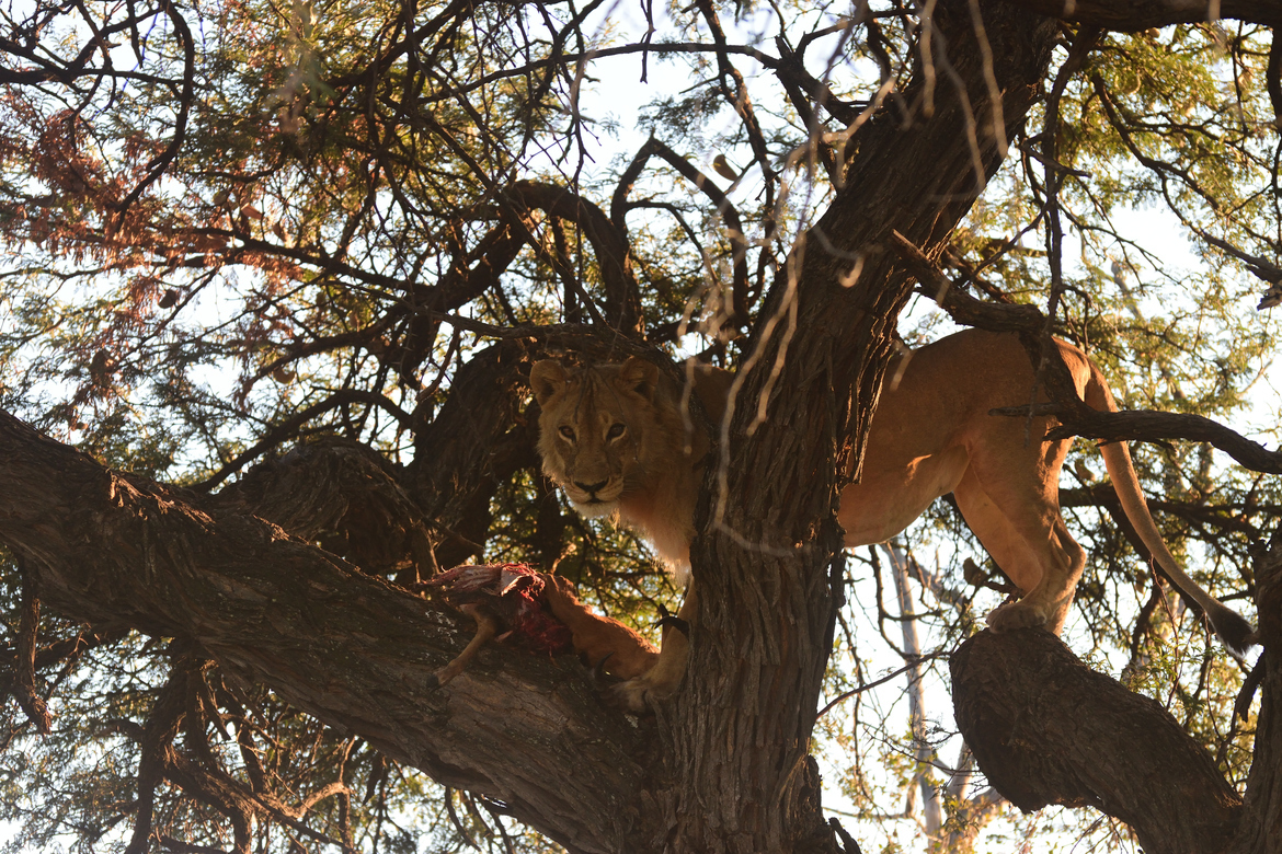lion, Gomoti Tented Camp, Botswana