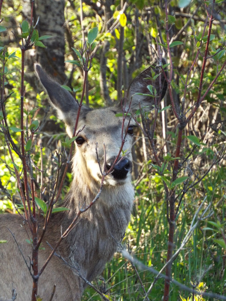 White-tailed Deer, Muskoseepi Park, Canada