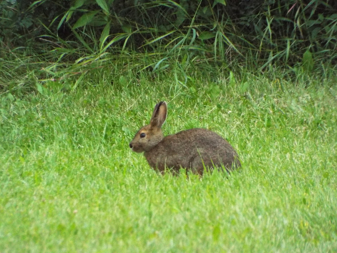 Cottontail Rabbit, Muskoseepi Park, Canada