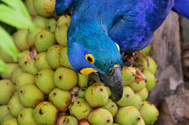 Grid hyacinth macaw on palm nuts