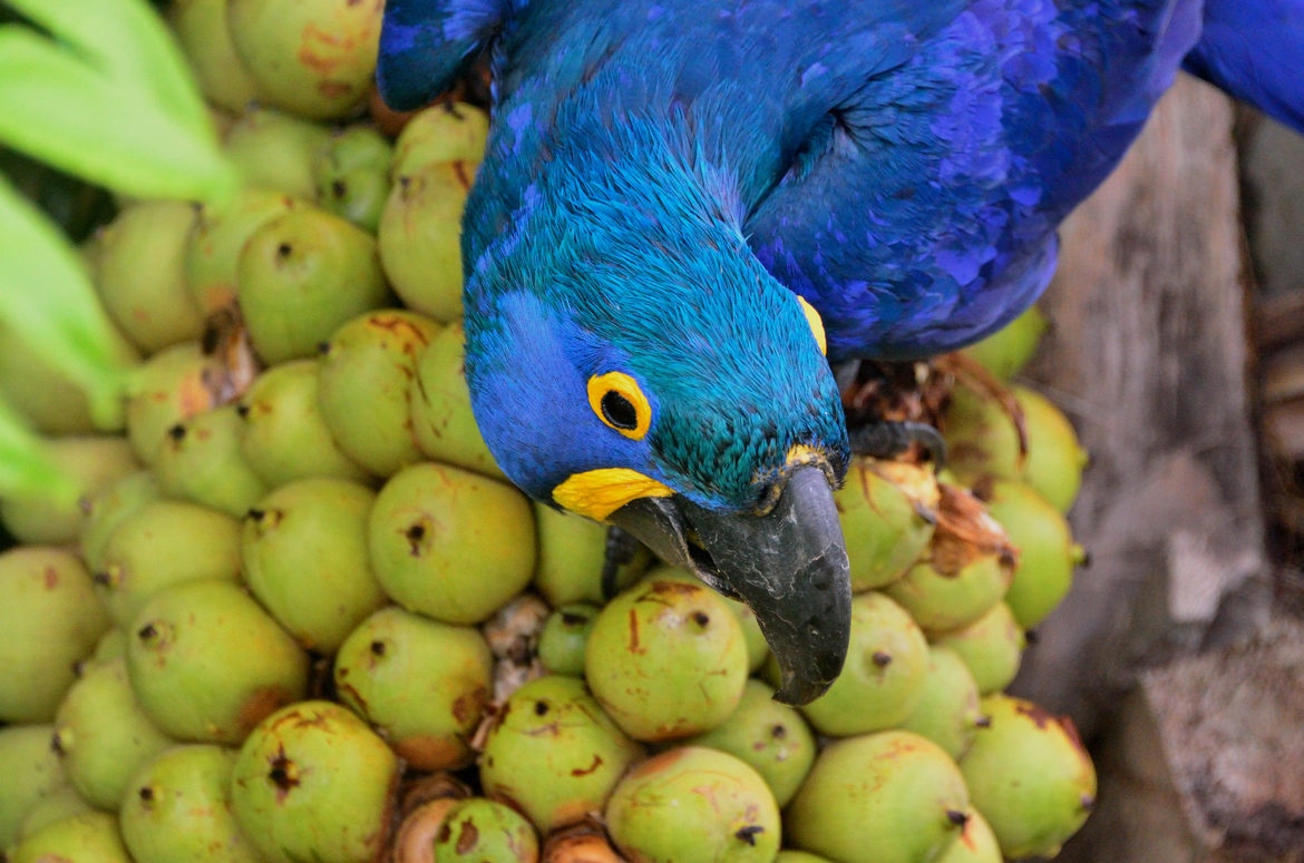 Hyacinth macaw, Pantanal, Brazil