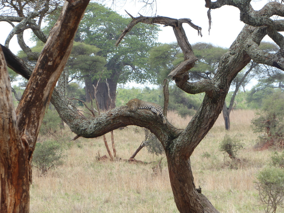 Leopard, Tarangire National Park, Tanzania, United Republic of