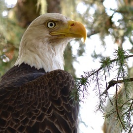 Grid baldeagle