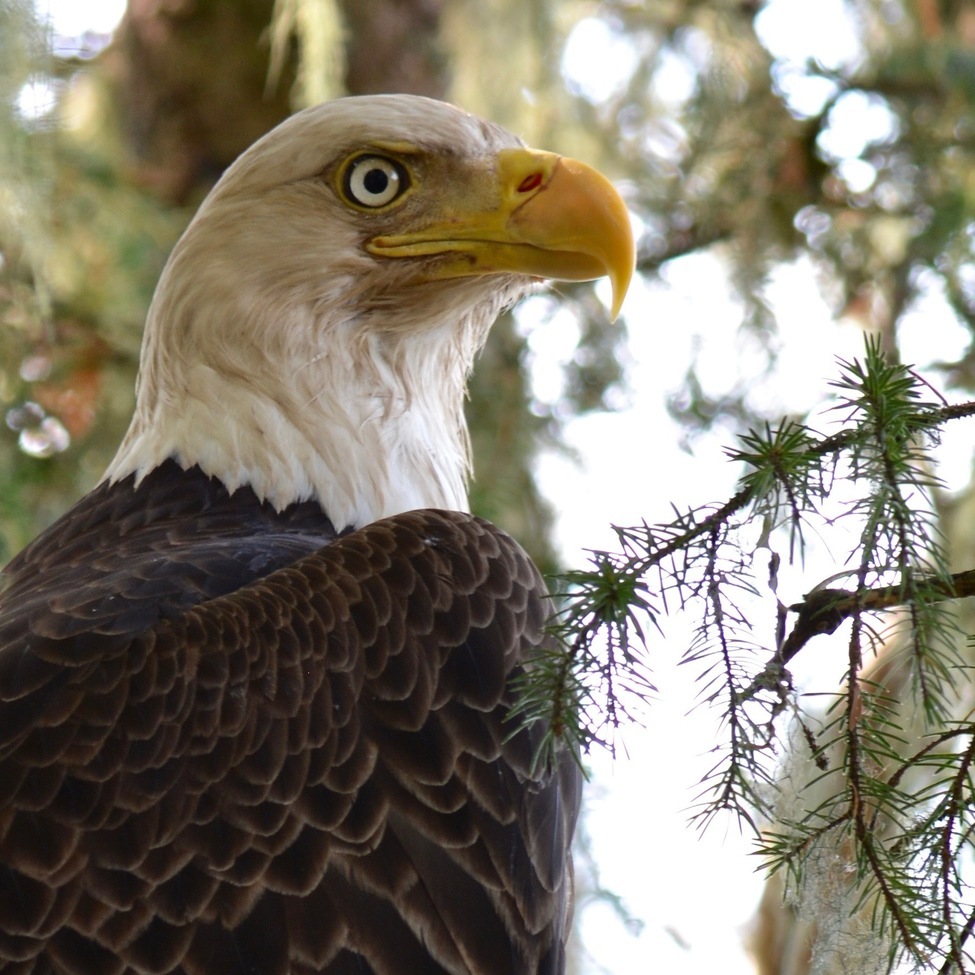 Bald Eagle, Juneau, Alaska, United States of America
