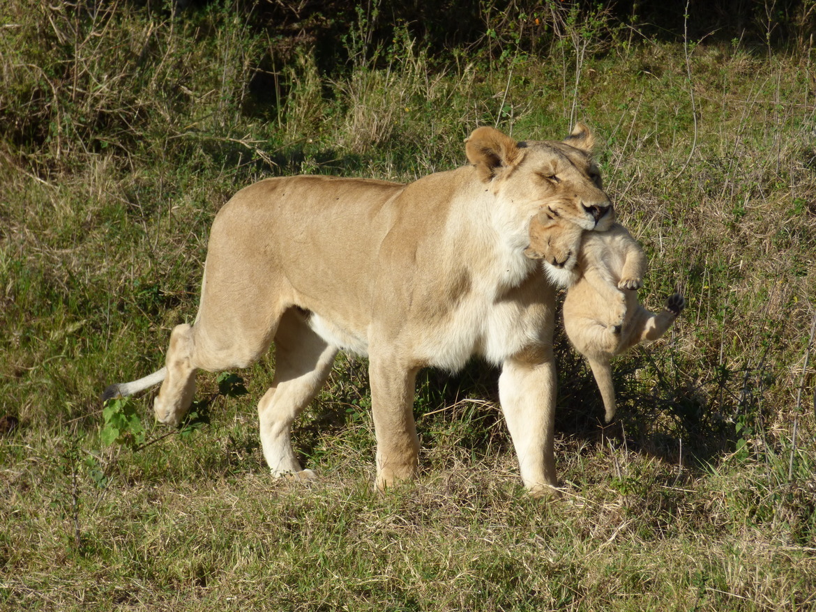Lion, Maasi Mara - Mara North  Conservancy, Kenya
