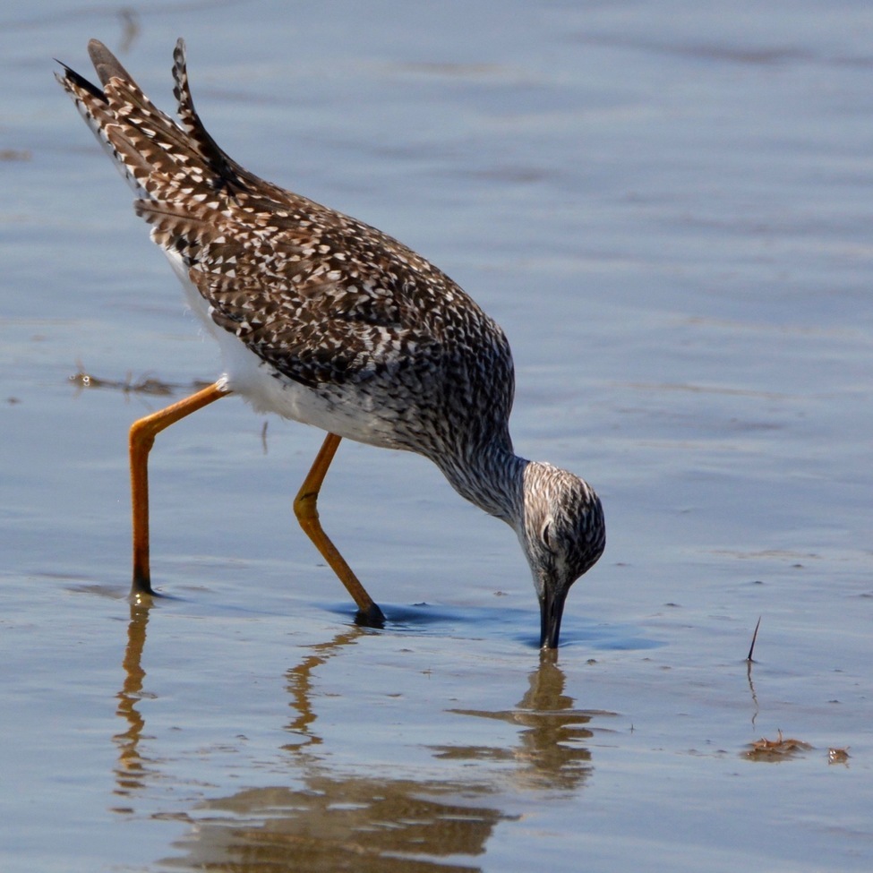 Lesser Yellowleg, Edwin B. Forsythe National Wildlife Refuge, NJ, United States of America