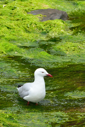 Grid seagull in seaweeds
